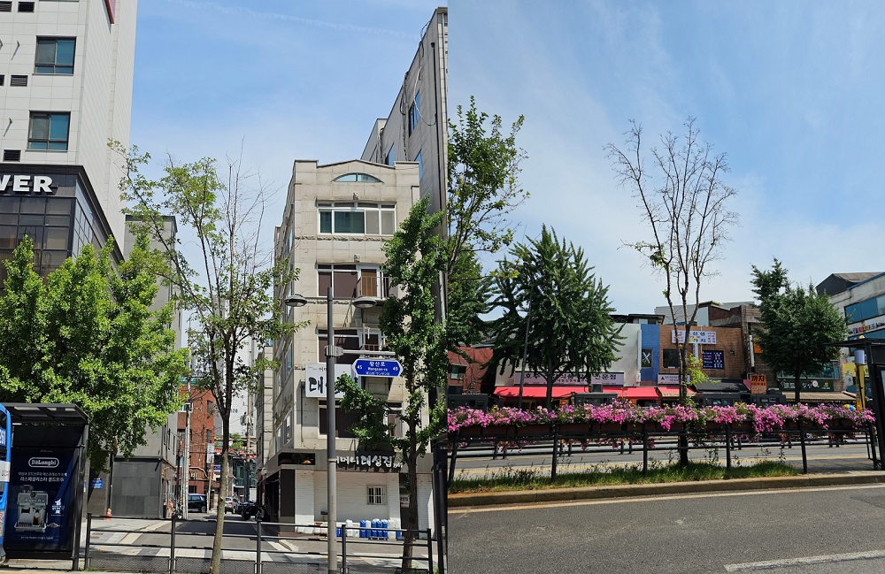 제설제 살포 방식 바꾸지 않으면 가로수 피해 반복된다