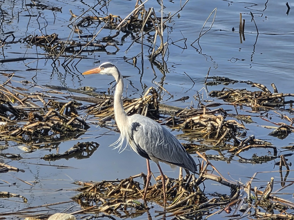 안성천에서 만난 왜가리