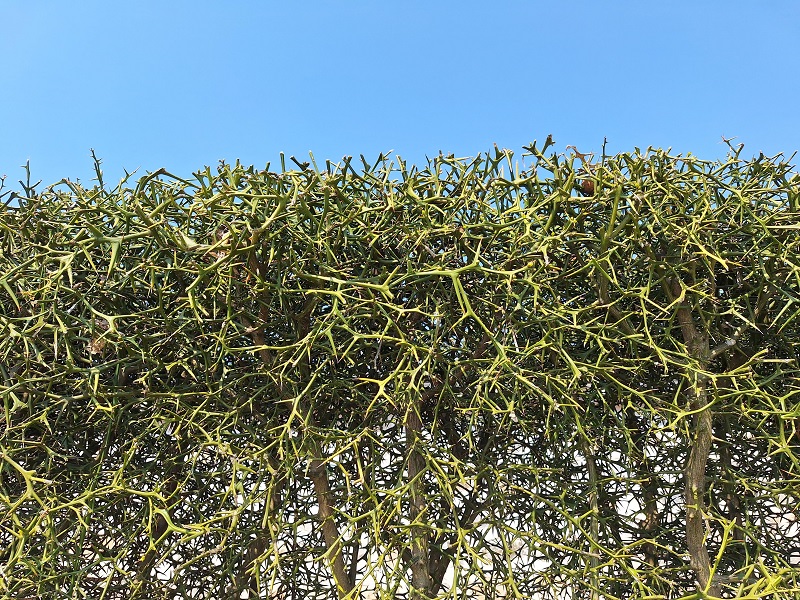 날카로운 가시 속에 깃든 계절의 묵상