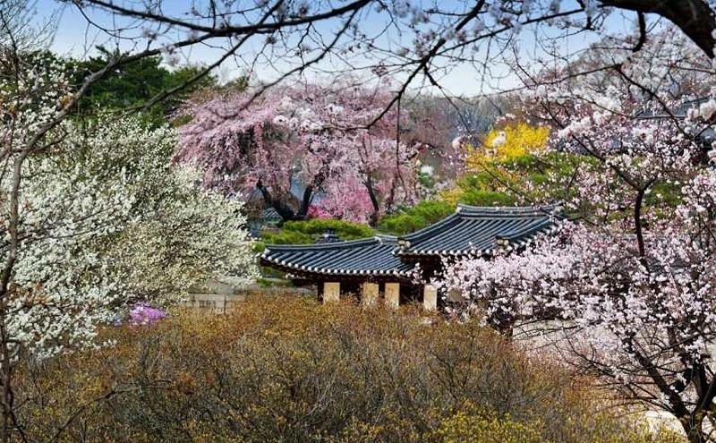 봄꽃 따라 걷는 낙선재 후원, 특별해설로 만나다