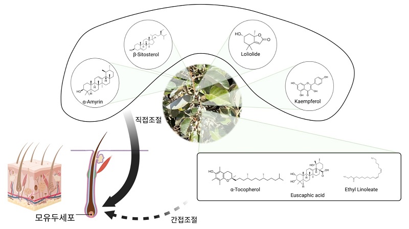 탈모 예방 ‘보리밥나무’, 모발 건강 유효 성분 4종 규명