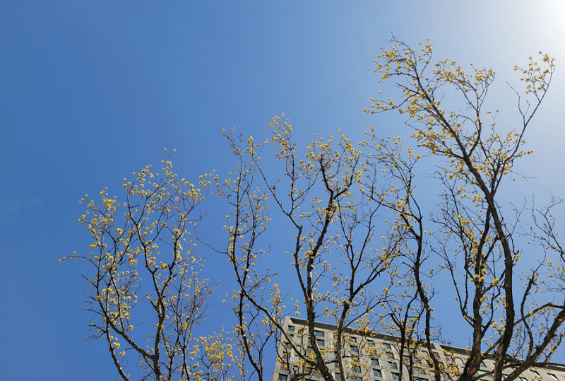 노란 꽃망울을 터뜨린 산수유