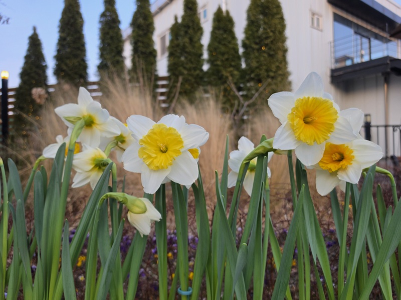 이른 봄 수선화가 전하는 이야기