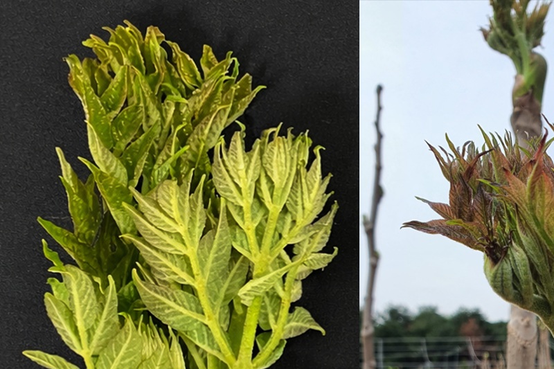 국립산림과학원 두릅 신품종 ‘서춘·영춘’이 보여 주는 임산물 혁신의 방향