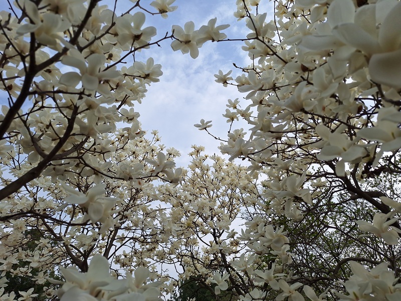 목련이 노래하는 4월을 맞으며