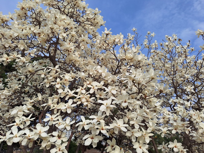 순결한 마음은 타고나는가, 만들어지는가