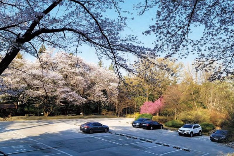 홍릉 숲, 봄꽃 아래 울려 퍼지는 선율