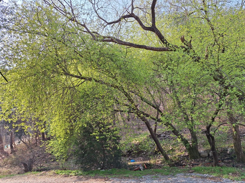 봄빛을 머금은 어린잎, 도심과 마음을 함께 씻어내다