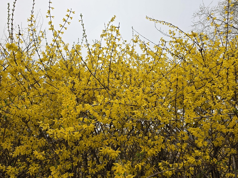 개나리가 건네는 위로