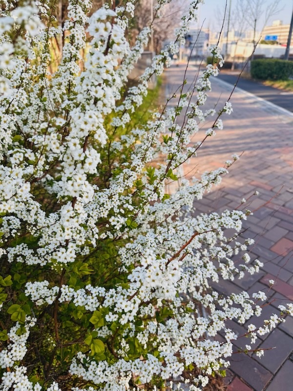 조팝나무꽃의 추억