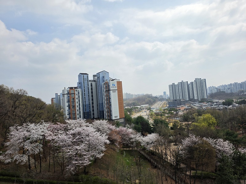 도심에서 느껴보는 고향의 봄