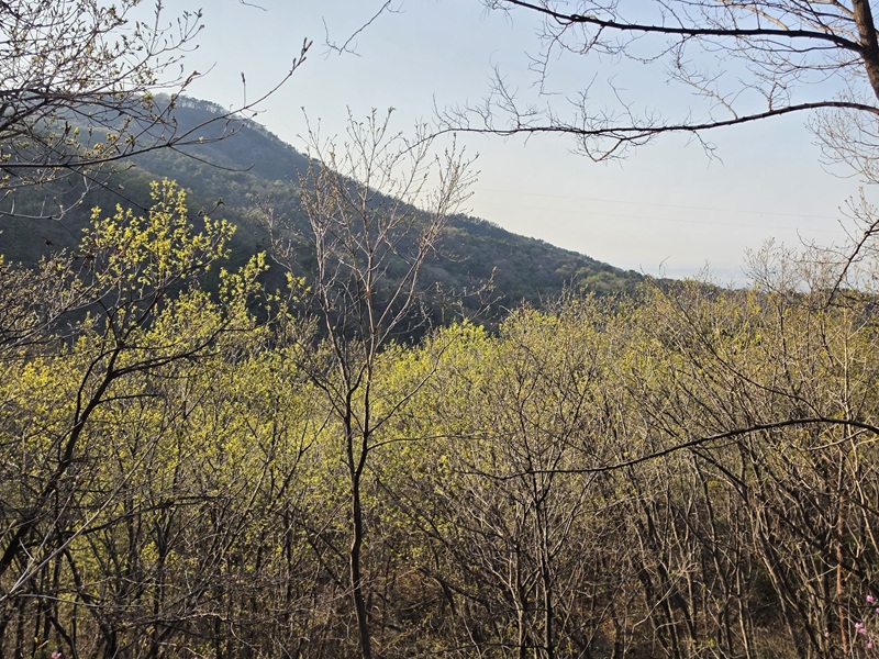 봄이 전하는 이야기