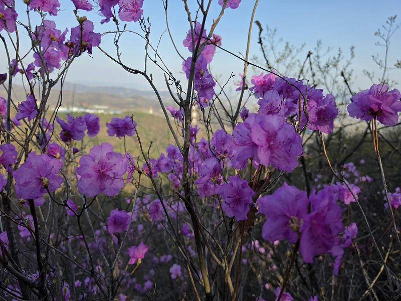 진달래가 흔들어 깨운 감춰진 옛이야기