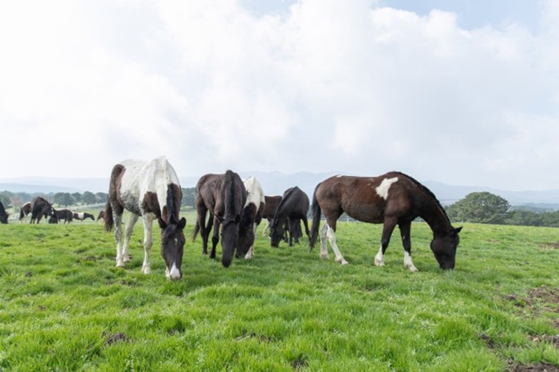 국산 승용마도 이제 초원에서 경쟁력을 기른다