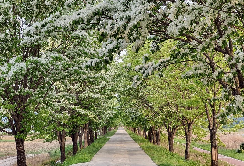 산림청이 추천하는 이팝나무길 ‘봄의 낭만’ 선사