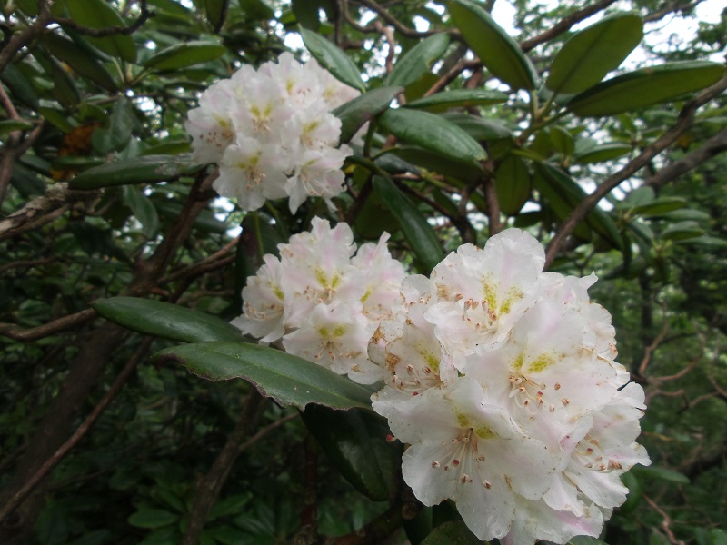 국립수목원, 종자은행 20년 보전 야생식물 종자 발아력 확인