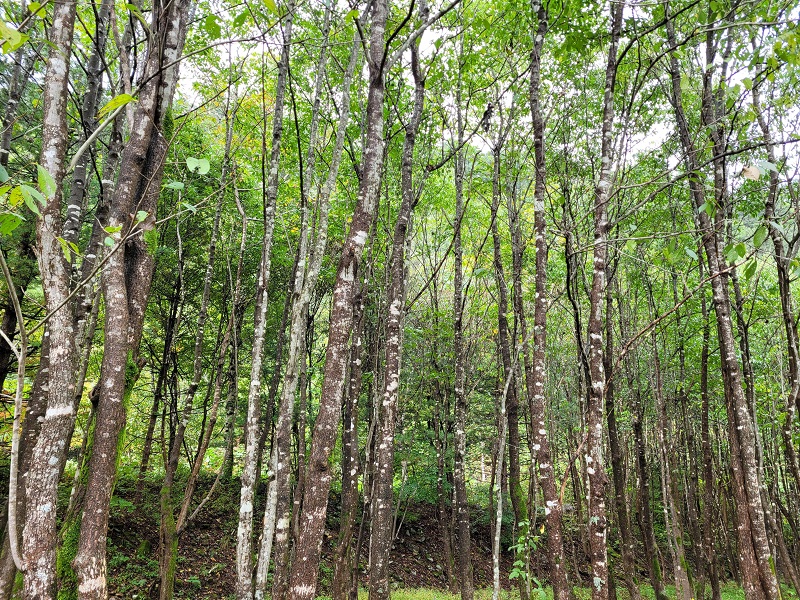 나무에서 바이오플라스틱 원료 뽑아낸다