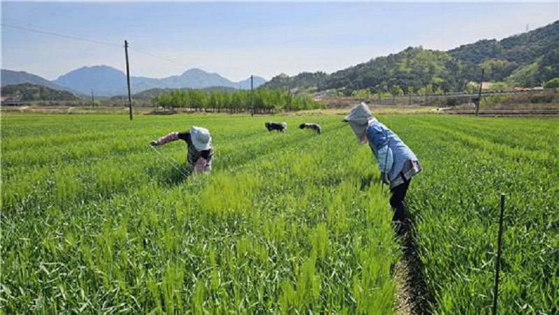 간 건강 개선 효능 뛰어난 새싹보리 ‘혜누리’ 보급 확대