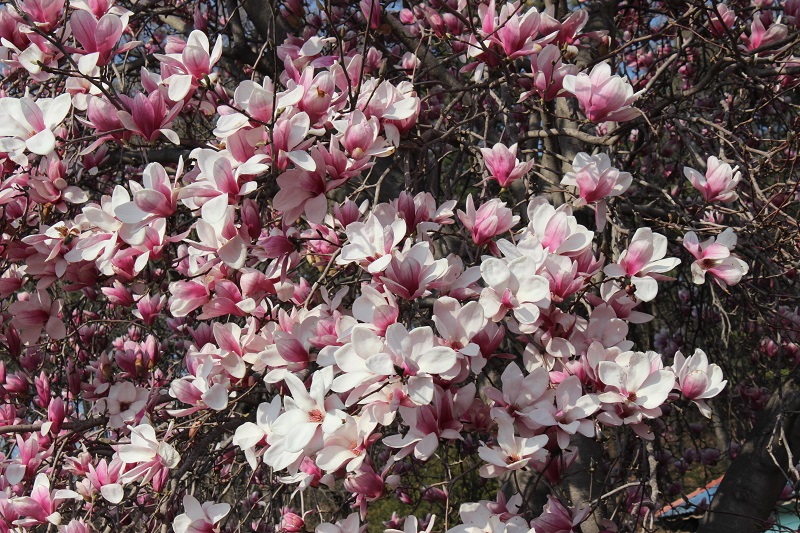 자목련의 짙은 봄빛도 사라진다