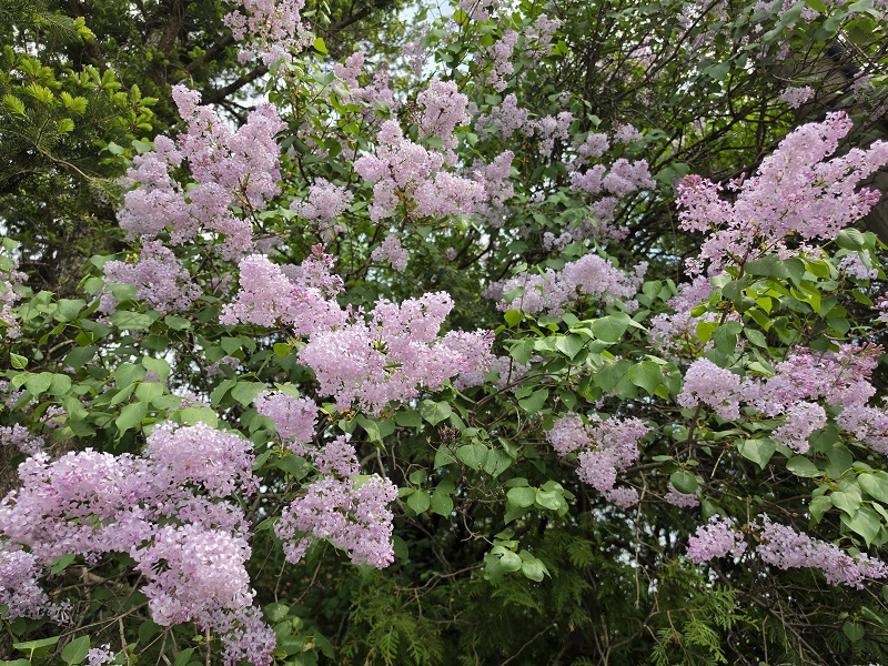 라일락의 향기를 그대에게 