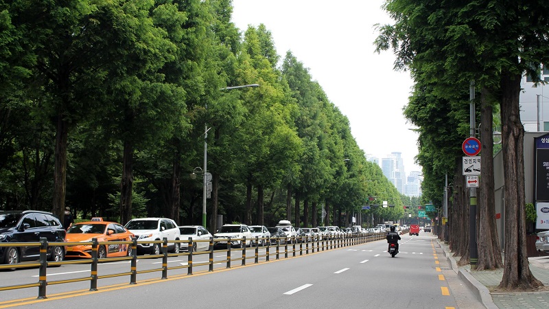 체계화된 가로수 관리 정책으로 바꾸는 거리 풍경
