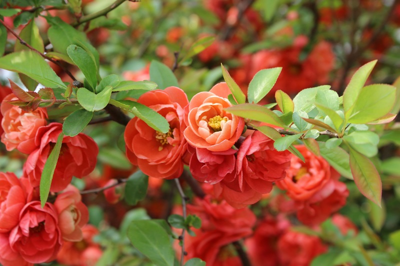 올해도 명자꽃을 만났다