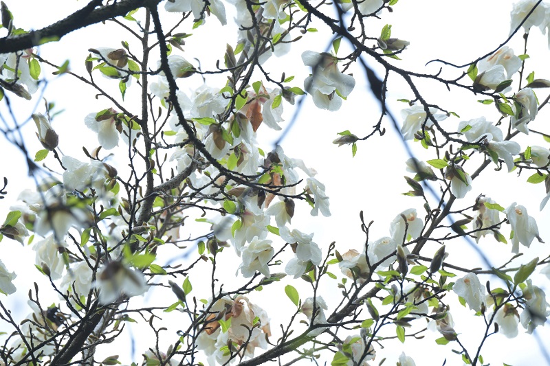 제주 300년 자생 목련 개화, 후계목 육성 본격화 