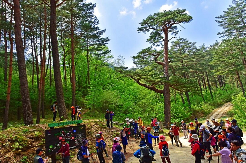 대한민국 대표 국가숲길, 울진 금강소나무숲길 5월 2일 개장