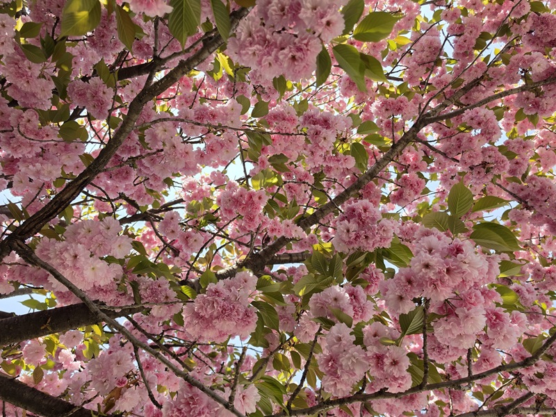  벚꽃이 지고 나면 겹벚꽃이 핀다