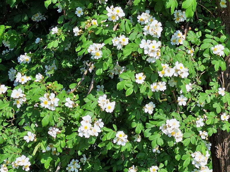 찔레꽃 향기를 아시나요