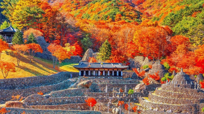 “꽃보다 화려한 1,500개 돌탑과 붉은 단풍의 비경”… 지리산 품속 가을 명소, 하동 배달성전 삼성궁 주목
